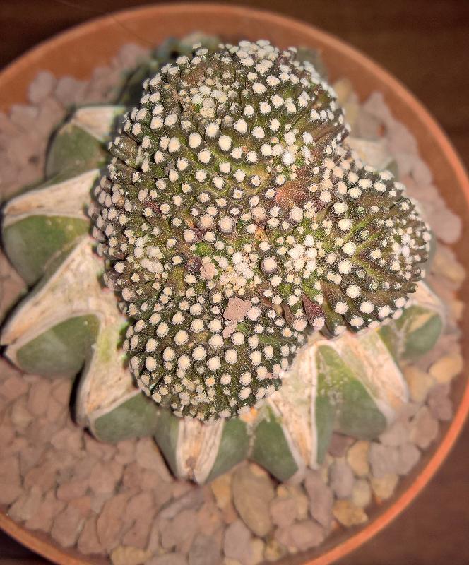 Mammillaria_Luethy.jpg